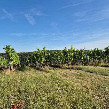 Sonnenschein Familie Hamdorf
