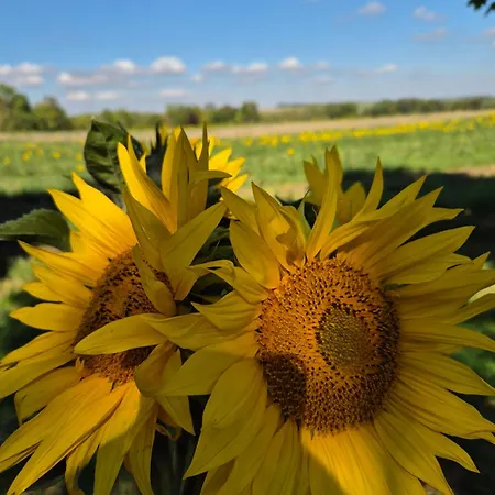 Sonnenschein Familie Hamdorf