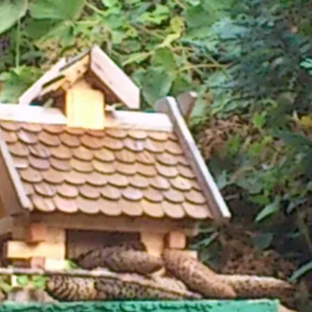 Sonnenschein Familie Hamdorf *