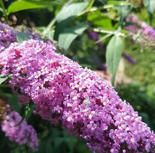 Sonnenschein Familie Hamdorf