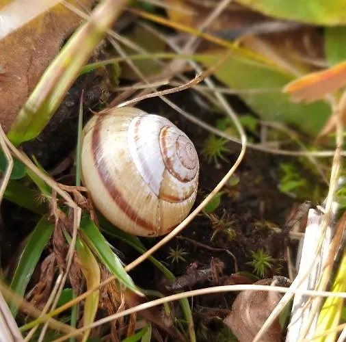 Апартаменты Sonnenschein Familie Hamdorf *