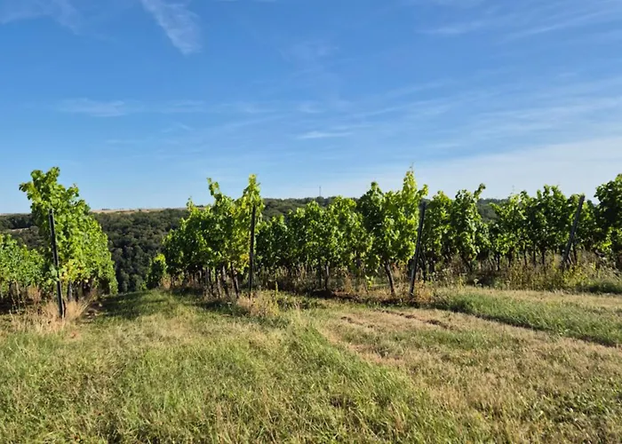 Sonnenschein Familie Hamdorf