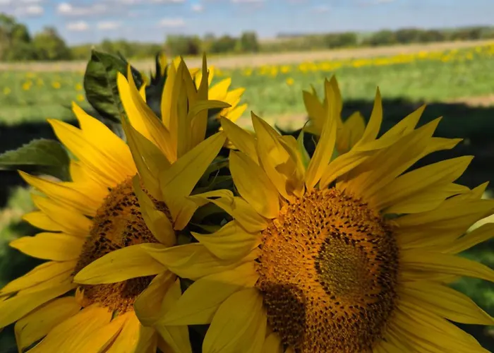 Sonnenschein Familie Hamdorf