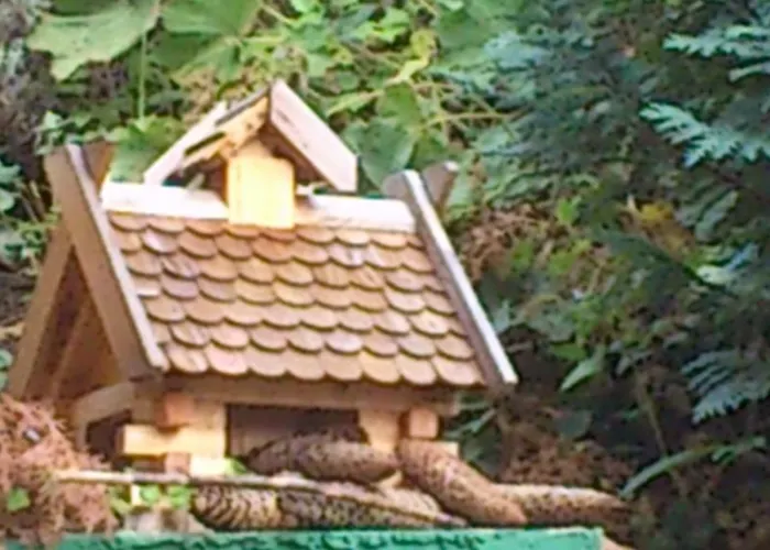 Sonnenschein Familie Hamdorf *